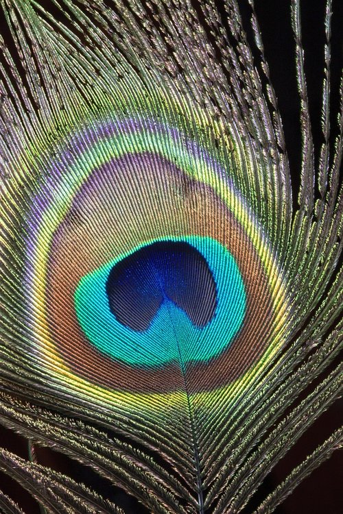 peacock  feather  close-up
