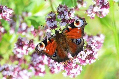 peacock butterfly nature