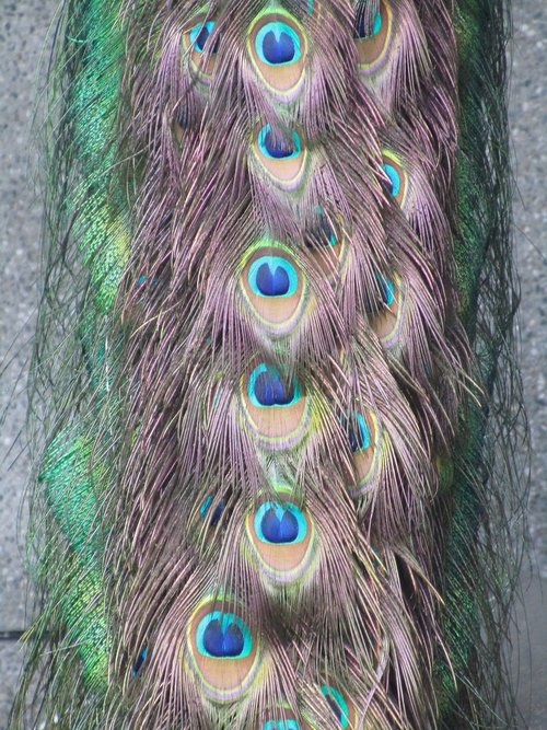 peacock  bird  pattern