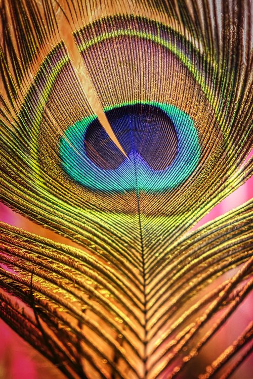 peacock  feather  bird
