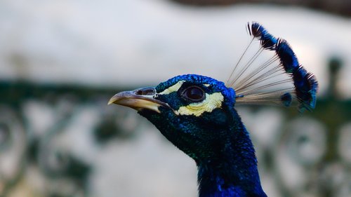 peacock  bird  fowl