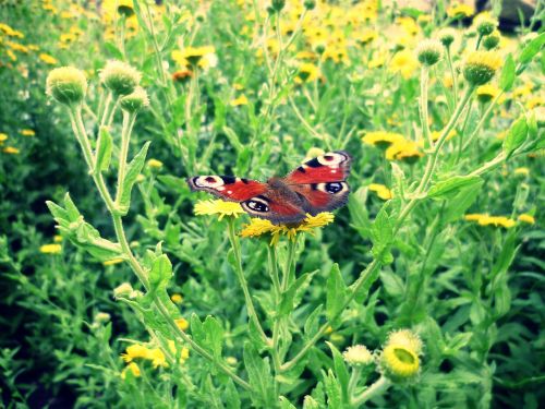 peacock butterfly flower meadow