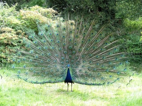 peacock peafowl tail