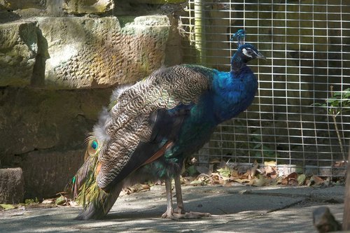peacock  in the mauser  bird