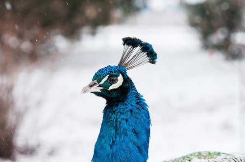 peacock  bird  feather