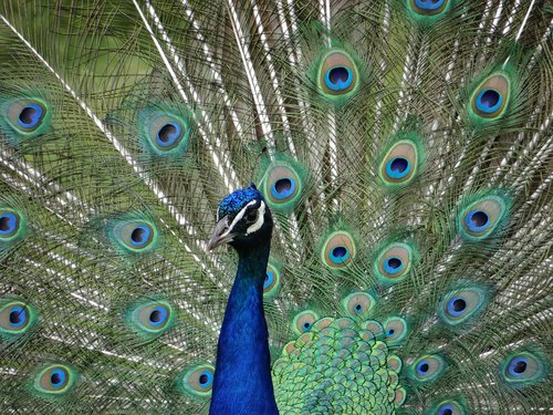 peacock  eyes  colorful
