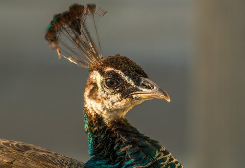 peacock  head of a peacock  tufts