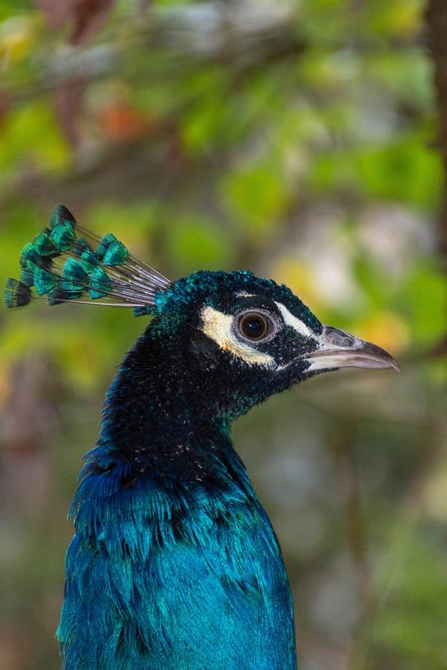 peacock  bird  colorful