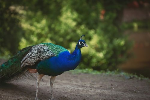 peacock  garden  nature