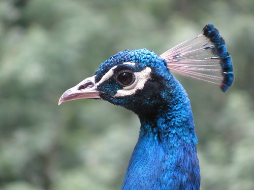 peacock  bird  blue