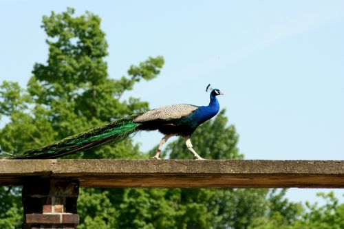 peacock bird feather