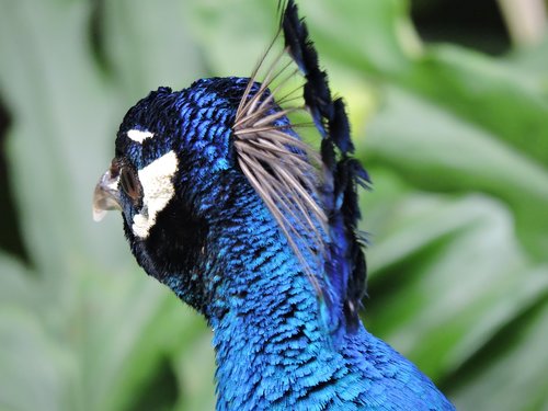 peacock  feathers  eye