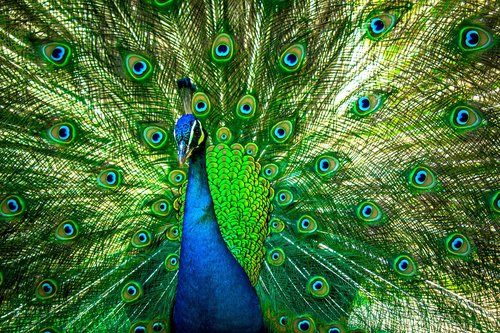 peacock  peafowl  pattern