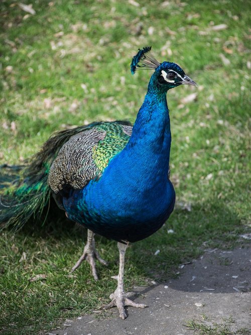 peacock  colored  feather