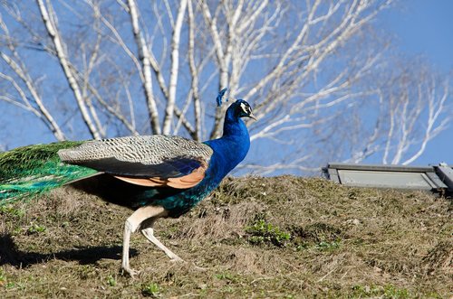 peacock  zoo  bird