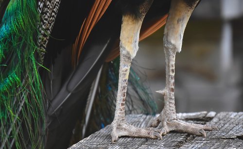 peacock  feet  animal world