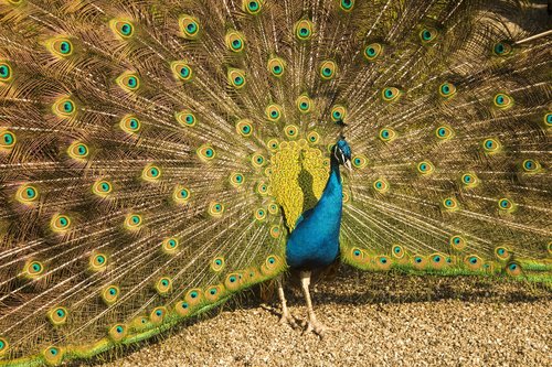 peacock  nature  vibrant