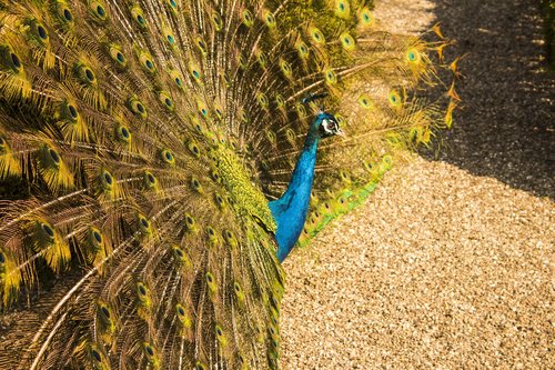 peacock  bird  peacock feathers
