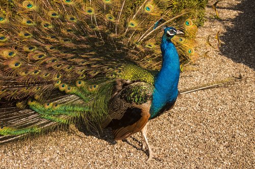 peacock  bird  vibrant