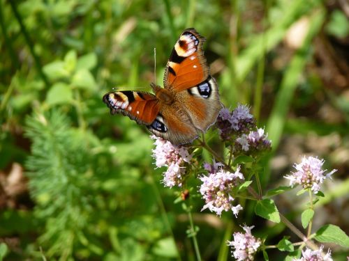 peacock butterfly insect