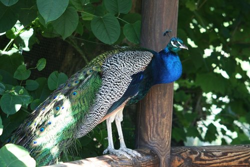 peacock  winged  wing