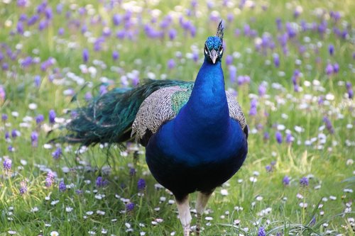 peacock  prairie  colorful