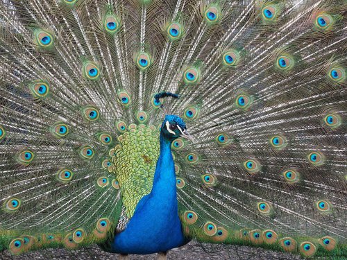 peacock  blue  asian peacock