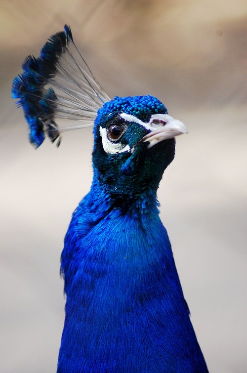 peacock  peafowl  bird