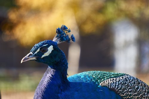 peacock  bird  bird peacock