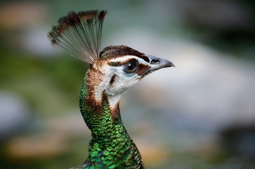 peacock  animal  bird