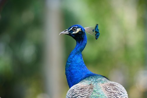 peacock  animal  bird