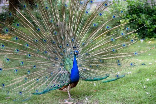 peacock  bird  animal
