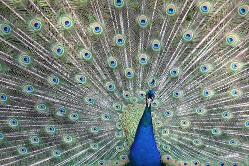 peacock  plumage  bird