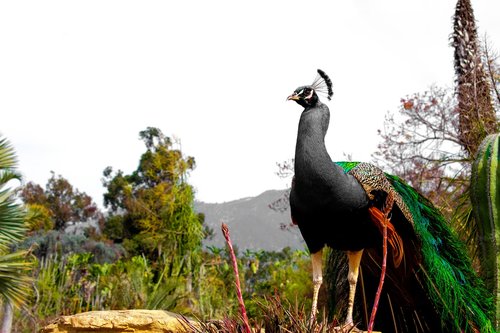 peacock  grey  bird