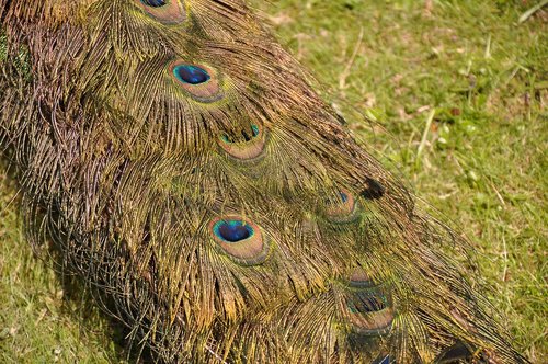peacock  pen  tail