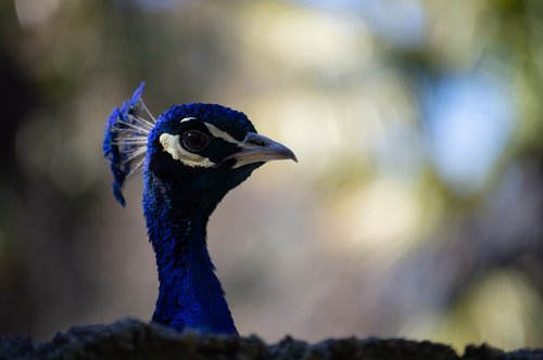 peacock  animal  nature