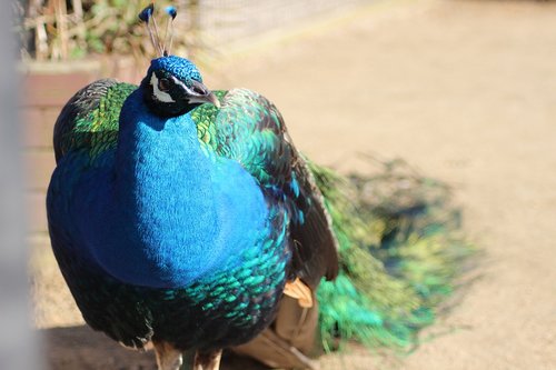 peacock  bird  colorful