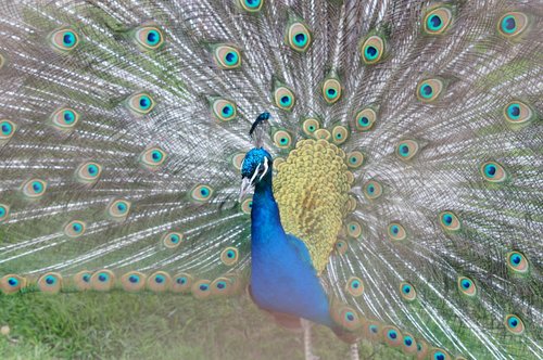 peacock  zoo  bird