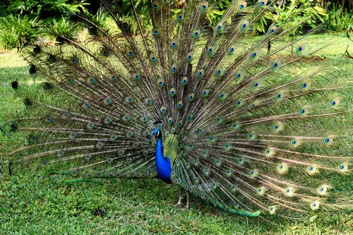peacock  bird  wildlife