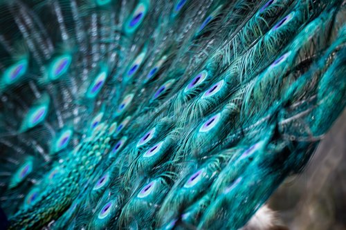 peacock  animals  feather