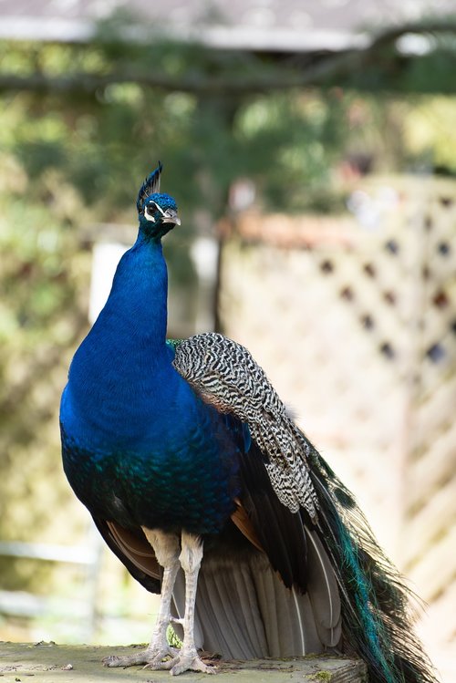 peacock  bird  zoo