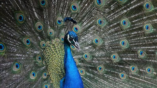 peacock  bird  feather