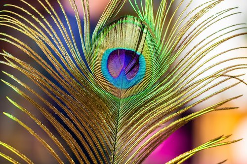 peacock  peacock feathers  color