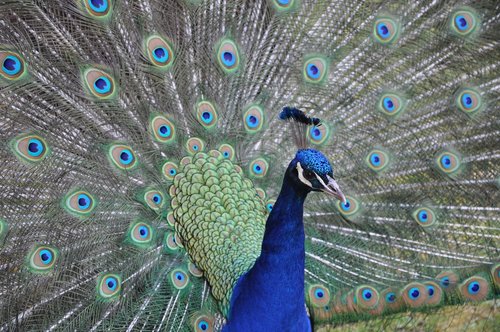 peacock  wheel  bird