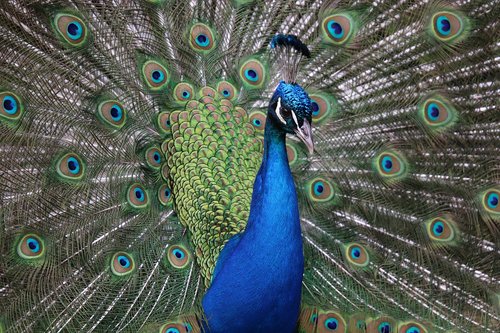 peacock  birds  blue