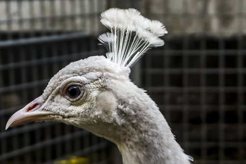 peacock  white  animal