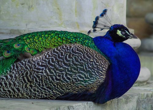 peacock  bird  blue