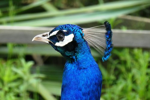 peacock  head  beak