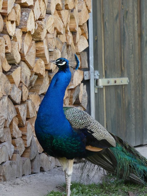 peacock  pride  plumage