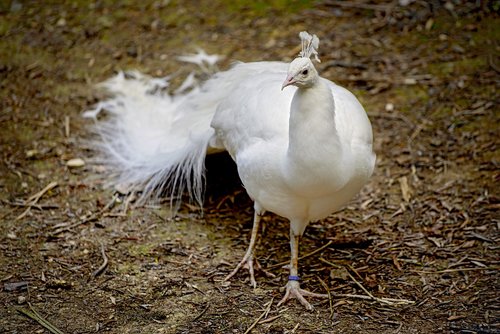 peacock  bird  white